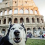 Animali. Le novità del nuovo Regolamento di Roma