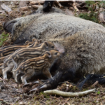 Uccidono mamma cinghiale, salviamo i cuccioli. Scriviamo