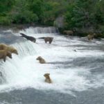 Webcam sugli orsi bruni che pescano sulle Brooks Falls (Alaska)