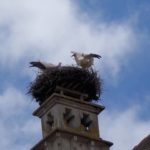 Webcam su un nido di cicogne ad Isny (Germania)