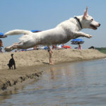 Riapre il Baubeach, la spiaggia per i cani (umani ammessi)