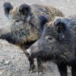 Sospesa la caccia al cinghiale in braccata dal Tar della Toscana