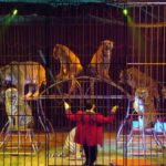 Chiude il circo Nock anche grazie alle norme pro animali