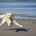 Vietato vietare i cani in spiaggia, sentenza del Tar del Lazio
