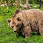 Orso M49, le associazioni diffidano la Provincia di Bolzano