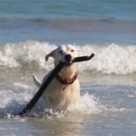 Cani in spiaggia? Occhio ai provvedimenti locali