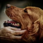 I Rescued Center in Italia per i cani di razza in cerca di casa