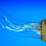 Meduse, ucciderle o catturarle è reato