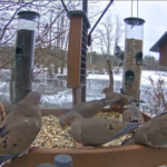 Webcam sulla mangiatoia del Cornell Lab of Ornithology (Usa)