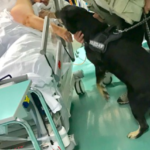 Pet visiting anche all’Ospedale Stefano di Prato