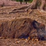 Caccia in braccata, in E. R. sì a risoluzione per reintroduzione