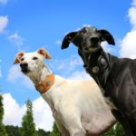 “Pet levrieri” salva e affida galgo, greyhound e lurcher