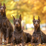 Condannato per aver tagliato coda e orecchie al dobermann