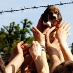 E’ morta Vita, la beagle simbolo della lotta contro Green Hill