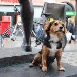 “Animali in città 2019”, ecco dove il pet vivono meglio