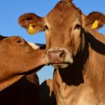 La felicità delle mucche salvate e liberate [Video]