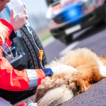 Soccorso animali, presto un numero unico nel Lazio