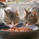 Coronavirus, è lecita e doverosa la cura delle colonie feline