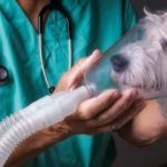 Coronavirus , Zaia ‘confisca’ i respiratori ai veterinari