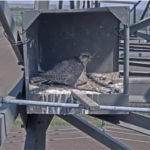 Webcam su un nido di falco sacro in Ungheria