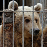 Fugatti vuole l’orso  di Andalo in gabbia