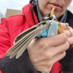 Uccello muore impigliato in una mascherina sanitaria