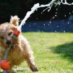 Come proteggere gli animali dal caldo