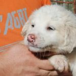 Una casa di riposo adotta un cagnolino salvato dall’Oipa